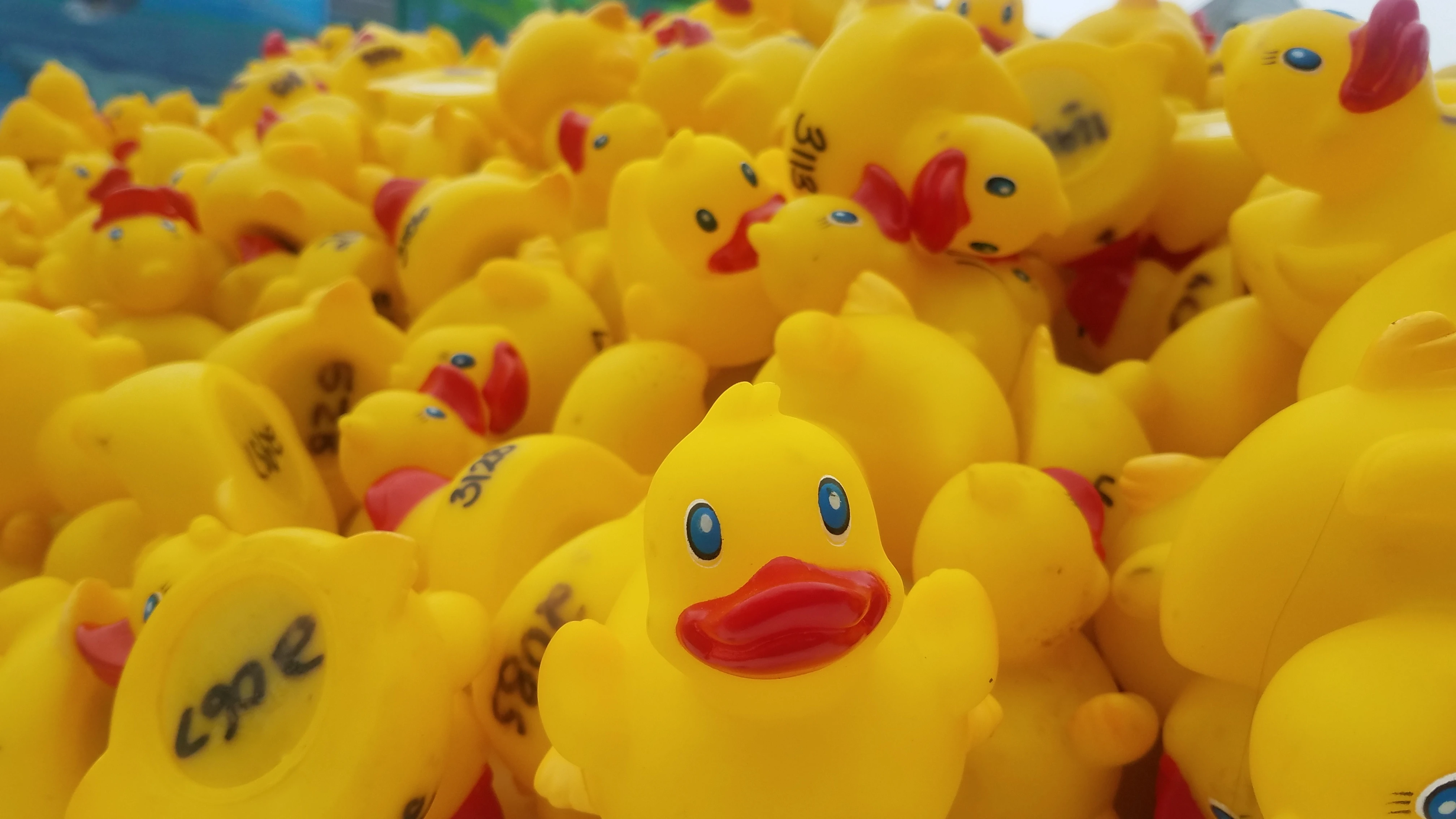 rubber duckies_service1st rubber duckies_service1st